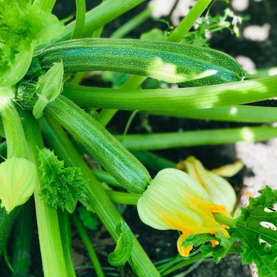 ruimte-moestuin-courgette