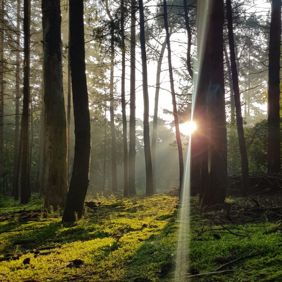 impressie-bomen-zon